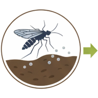 rauermücken Eier in feuchter Blumenerde.