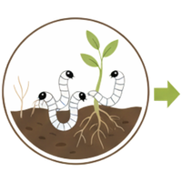 Weiße Trauermücken Larven fressen Pflanzenwurzeln.