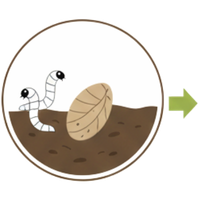 Trauermücken Puppe in der Erde.