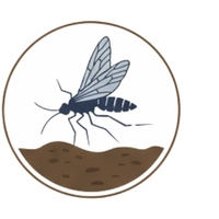 Erwachsene Trauermücke flugbereit auf Erde.