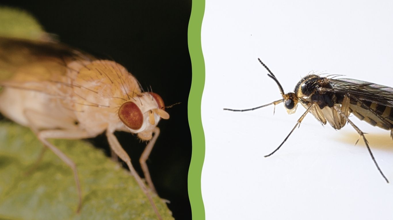 Infografik Vergleich zwischen einer schwarzen Trauermücke und einer hellbraunen Fruchtfliege zur Identifikation von Pflanzenschädlingen.