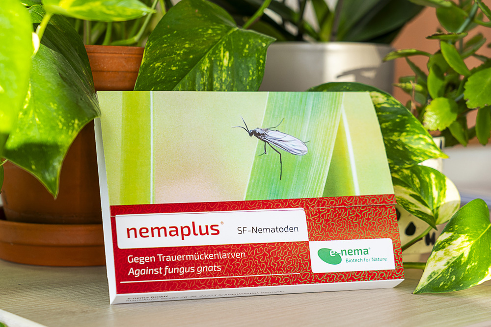 nemaplus SF-Nematoden gegen Trauermücken stehend vor Zimmerpflanzen.